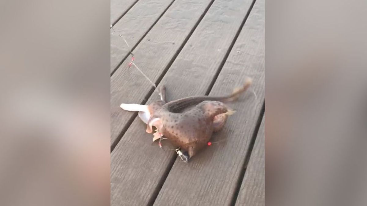 Capturan una extraña criatura en la costa de Nueva York: las redes sociales especulan ante la sorpresa