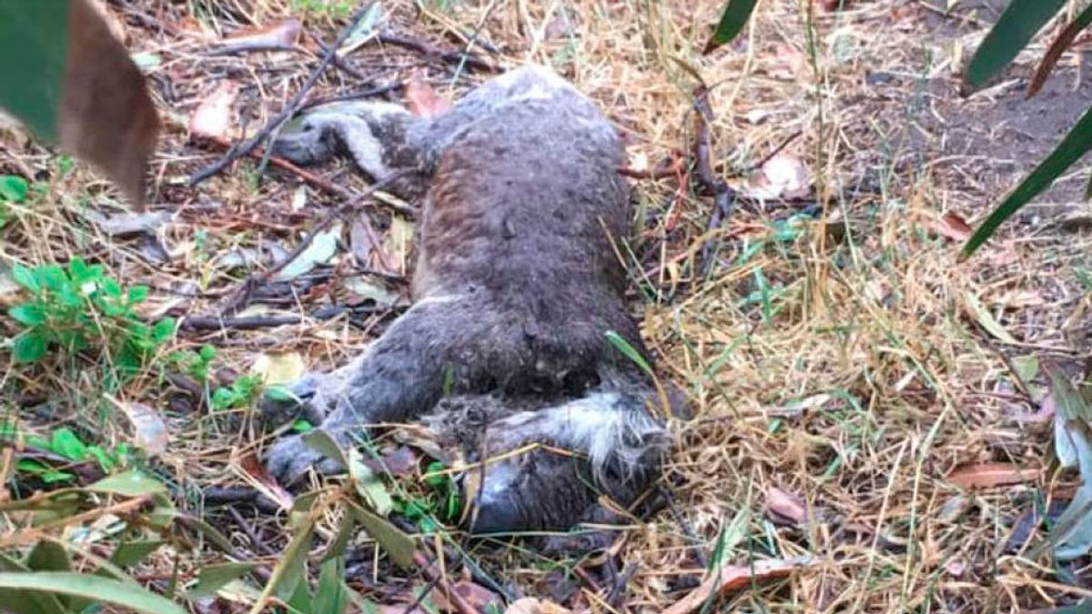 Investigan la matanza de más de 80 koalas en una tala de eucaliptos en Australia Investigan la matanza de más de 80 koalas en una tala de eucaliptos en Australia