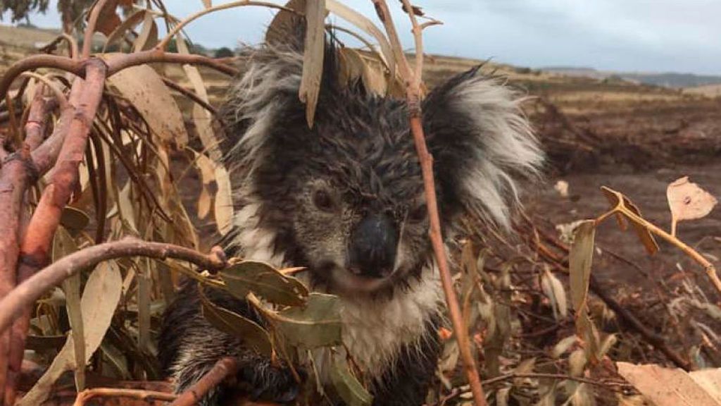 Se han encontrado docenas de koalas heridos en montones de árboles arrasados en una plantación en Portland, Victoria