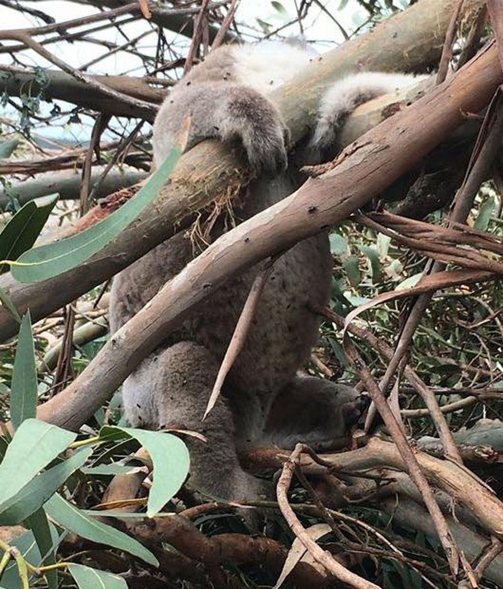 Un cadáver de koala permanece aferrado a un tronco tras la tala de árboles en Victoria