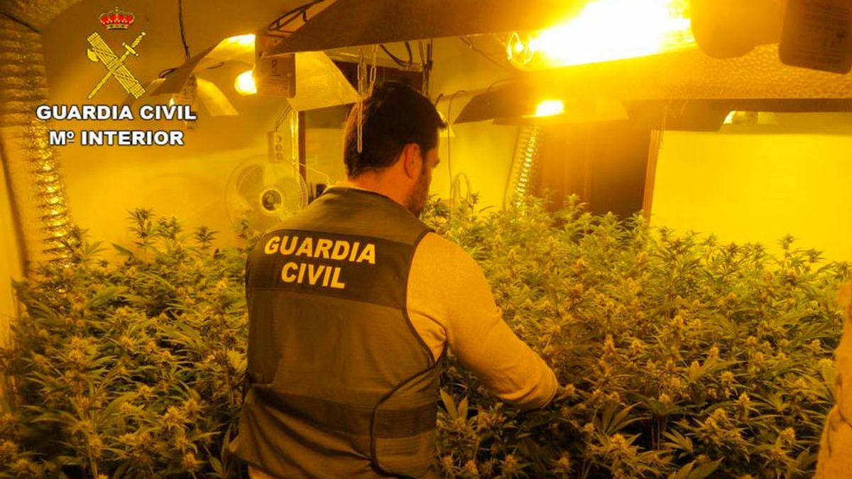 Hallan un cultivo de marihuana en Alicante que amenazaba con dejar sin luz a todo un pueblo Hallan un cultivo de marihuana en Alicante que amenazaba con dejar sin luz a todo un pueblo