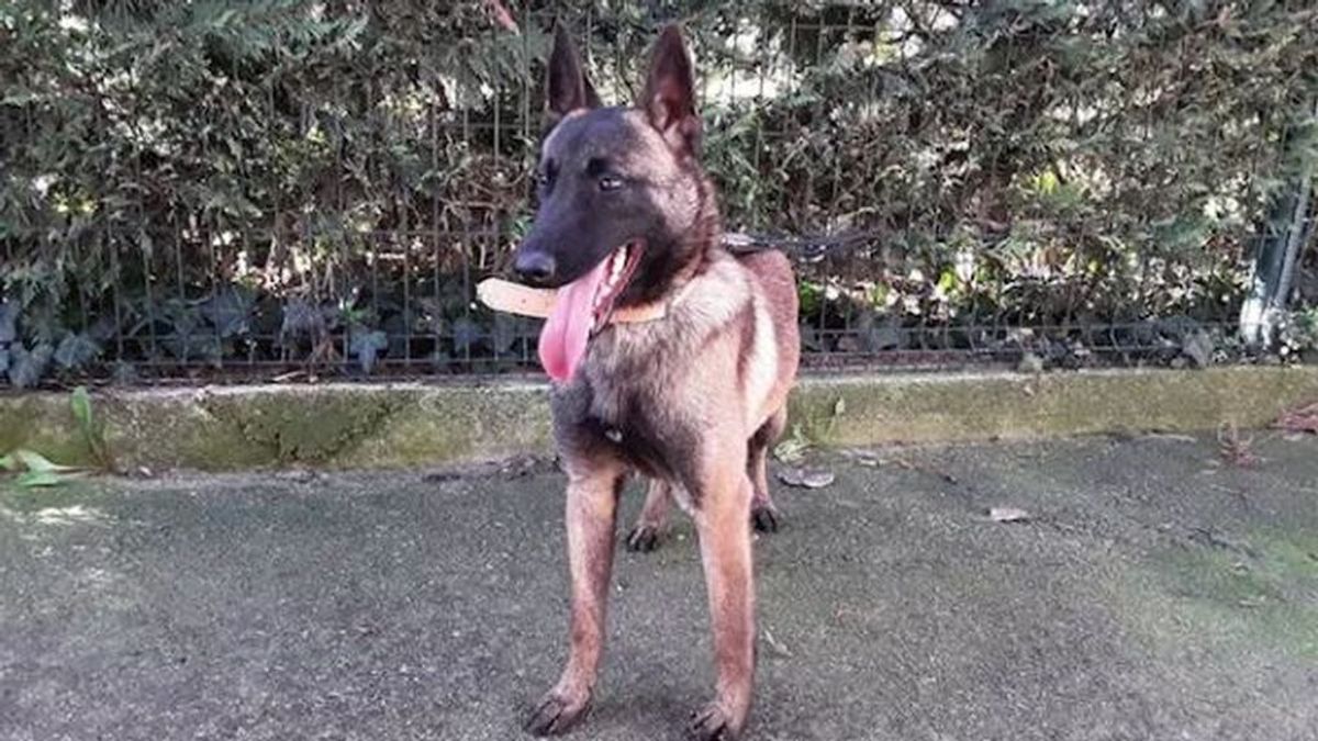 El grupo de rescate de Bomberos de Cataluña adopta a un perrito de un centro de acogida