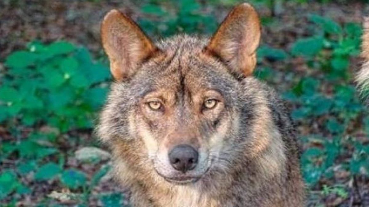 La diputación de Álava manda matar al único lobo ibérico que queda en la zona