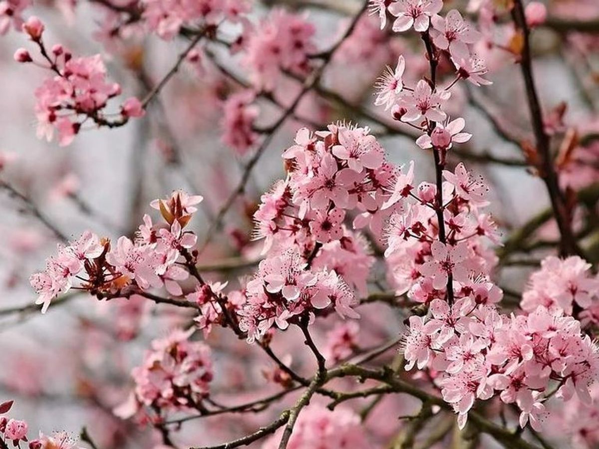 Los almendros florecen antes de tiempo por el 'veranillo' - El Tiempo Hoy