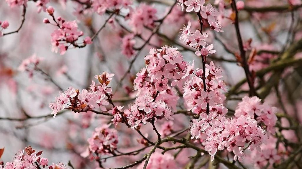 Los almendros florecen antes de tiempo por el 'veranillo' de invierno