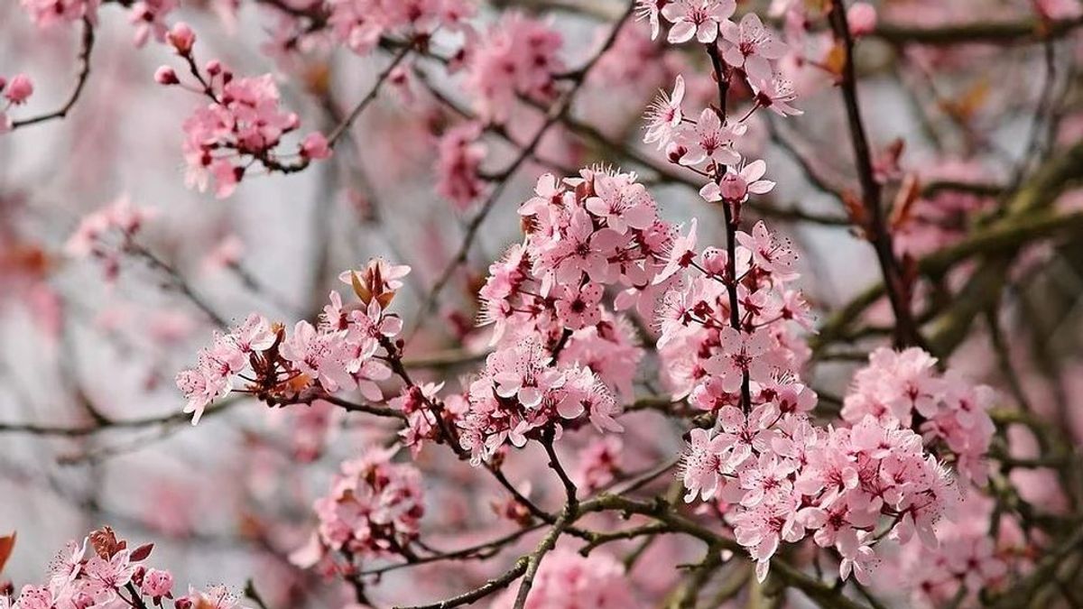 Los almendros florecen antes de tiempo por el 'veranillo' de invierno