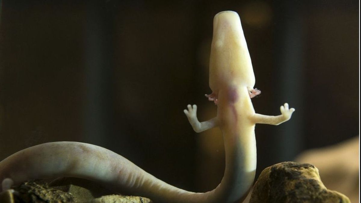 La perezosa salamandra que no se ha movido del mismo sitio en siete años