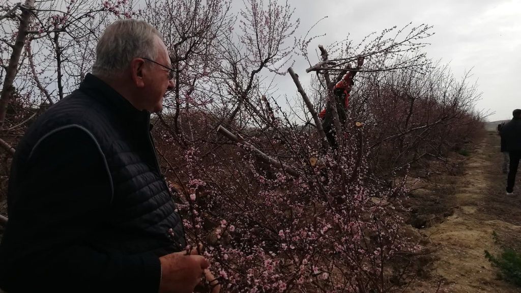 Agricultor contempla la tala de los frutales
