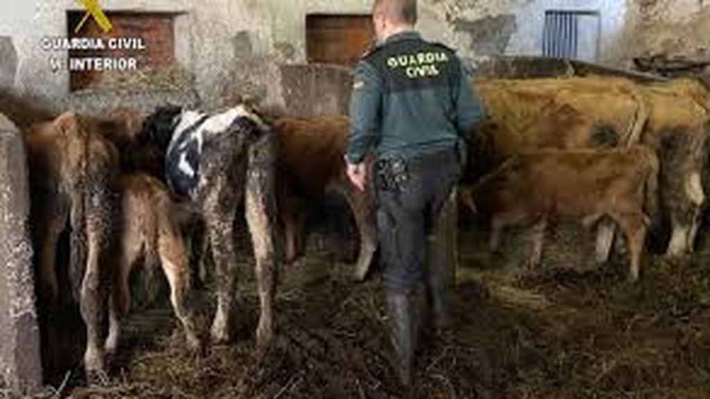 Encuentran 19 animales muertos en explotaciones ganaderas de Laviana y Carreño