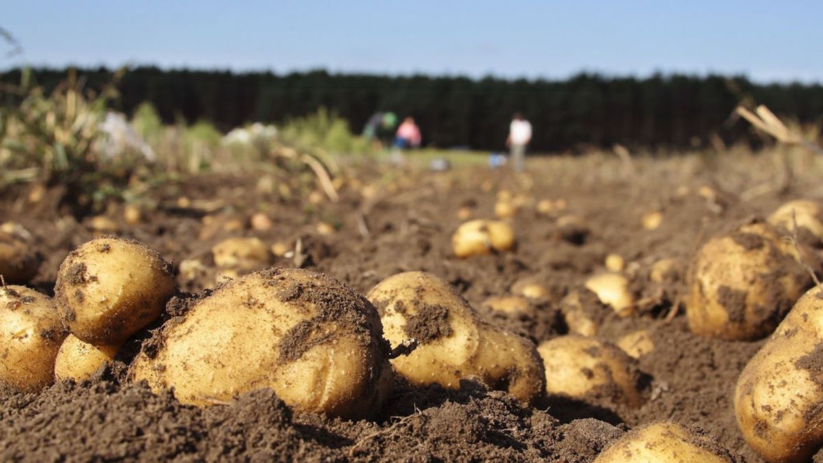 Las patatas y las cebollas multiplican por siete su precio del campo a la mesa Las patatas y las cebollas multiplican por siete su precio del campo a la mesa