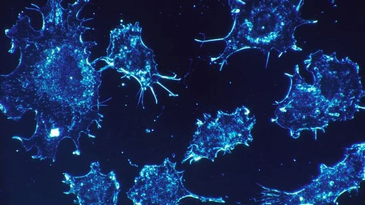 Un estudio secuencia el genoma del cáncer y sus mutaciones, y abre la puerta a detectarlo antes de que aparezca Un estudio secuencia el genoma del cáncer y sus mutaciones, y abre la puerta a detectarlo antes de que aparezca