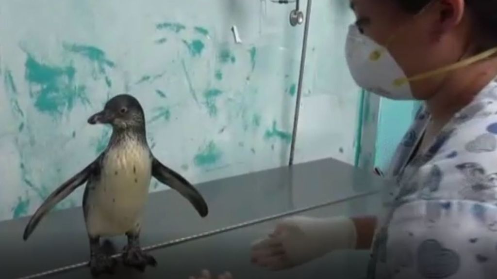 El rescate de dos pingüinos criados como mascota: peligroso despropósito de una familia en Perú