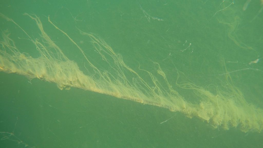 ANSE detecta la aparición de 'baba' en el Mar Menor