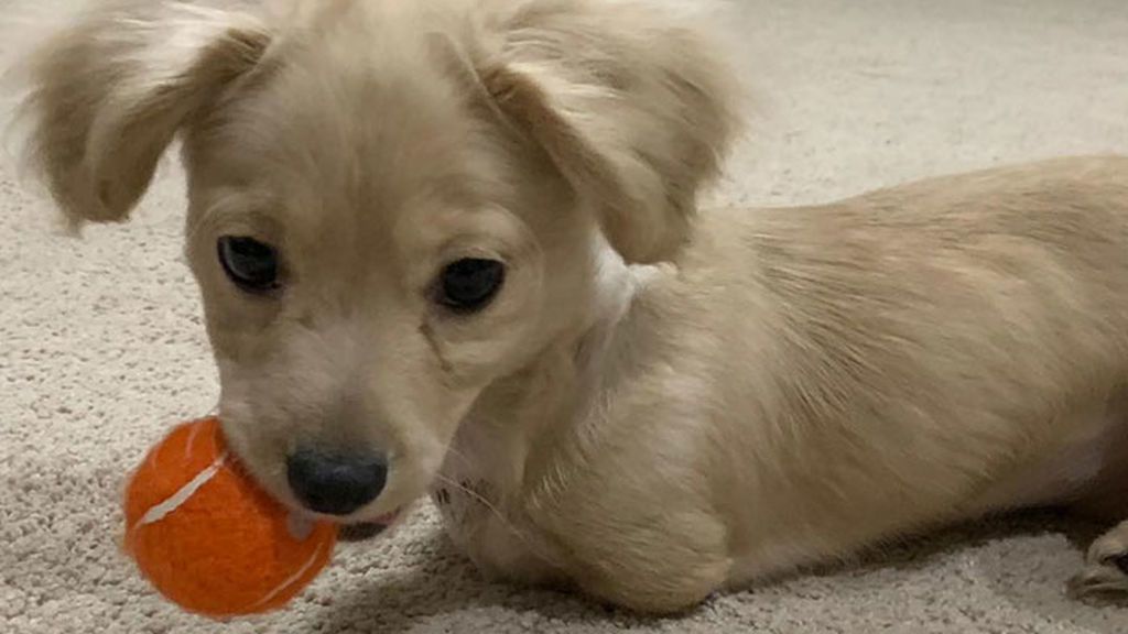 Un niño fabrica una silla de ruedos con Legos para una perrita