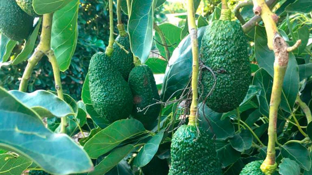 Aguacates