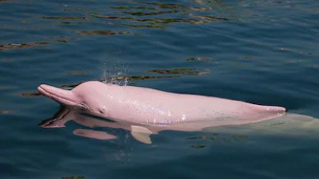 Delfín rosado del río Amazonas