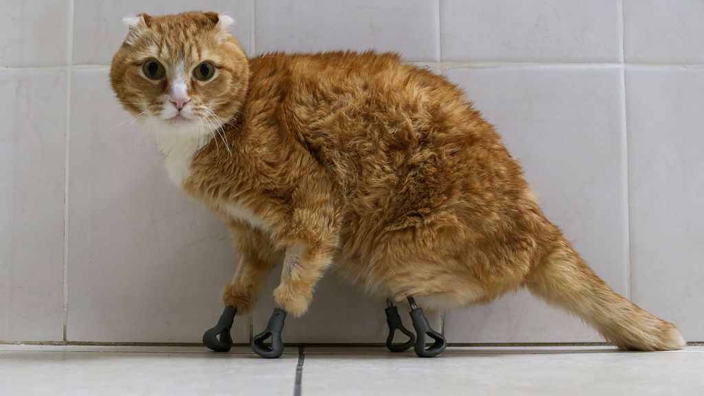 El gato  Ryzhik pasa por revisión tras un año con sus cuatro prótesis de titanio