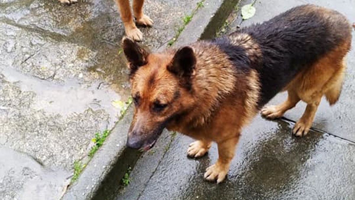 Un enfermo de cáncer terminal busca de manera desesperada un nuevo hogar para sus dos perros Un enfermo de cáncer terminal busca de manera desesperada un nuevo hogar para sus dos perros