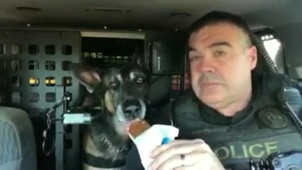 Dulce despedida a un perro policía de Arizona que se jubila