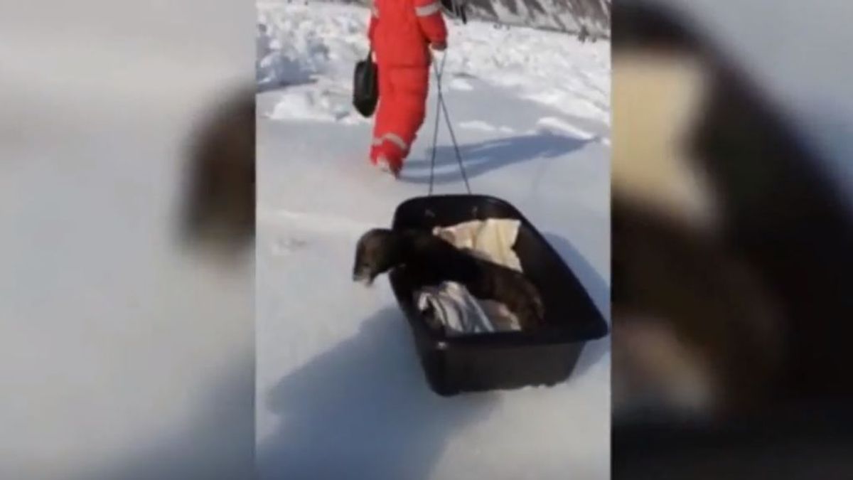 Unos pescadores intentan rescatar a una foca recién nacida, pero su acción conlleva al animal a la muerte