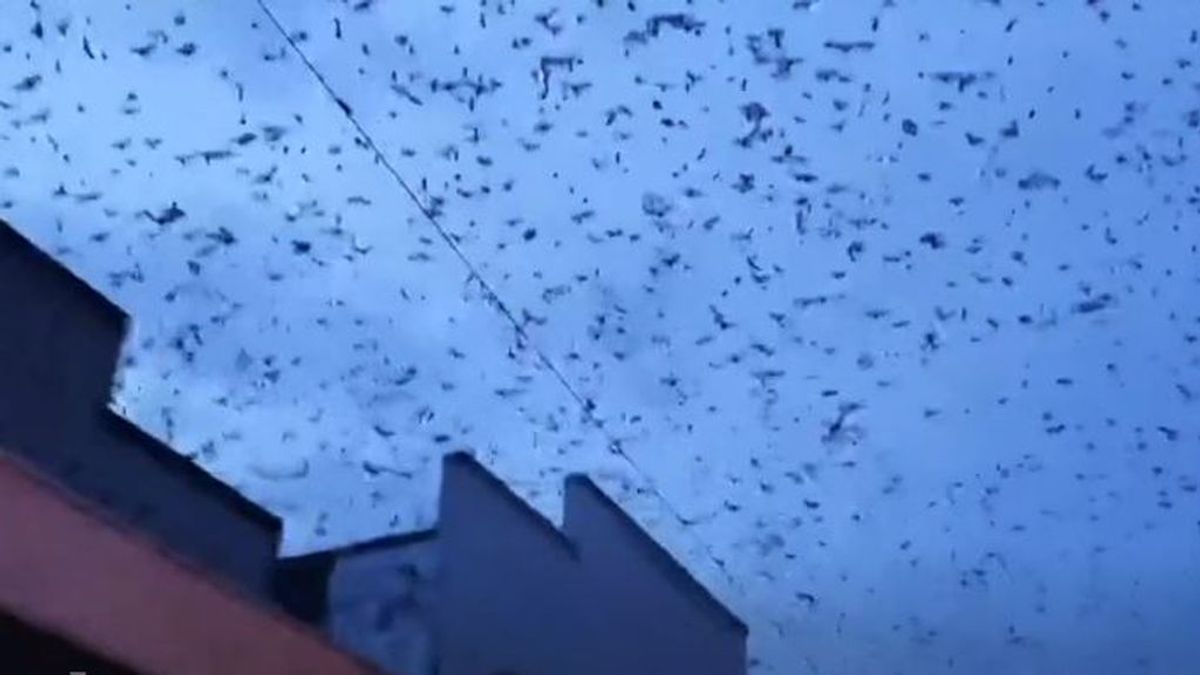 Tornado de murciélagos: Australia se enfrenta a una nueva plaga
