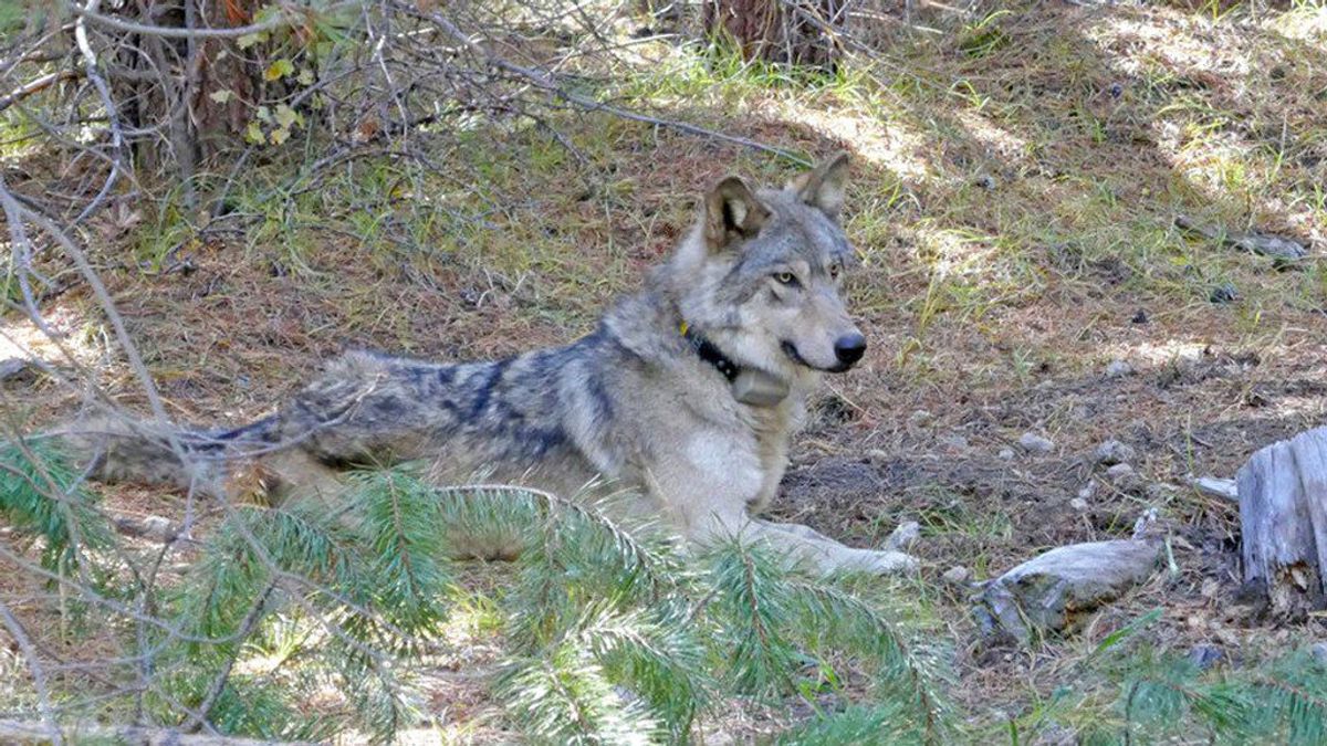 Una loba en peligro de extinción muere tras recorrer 14.000 kilómetros en busca de pareja