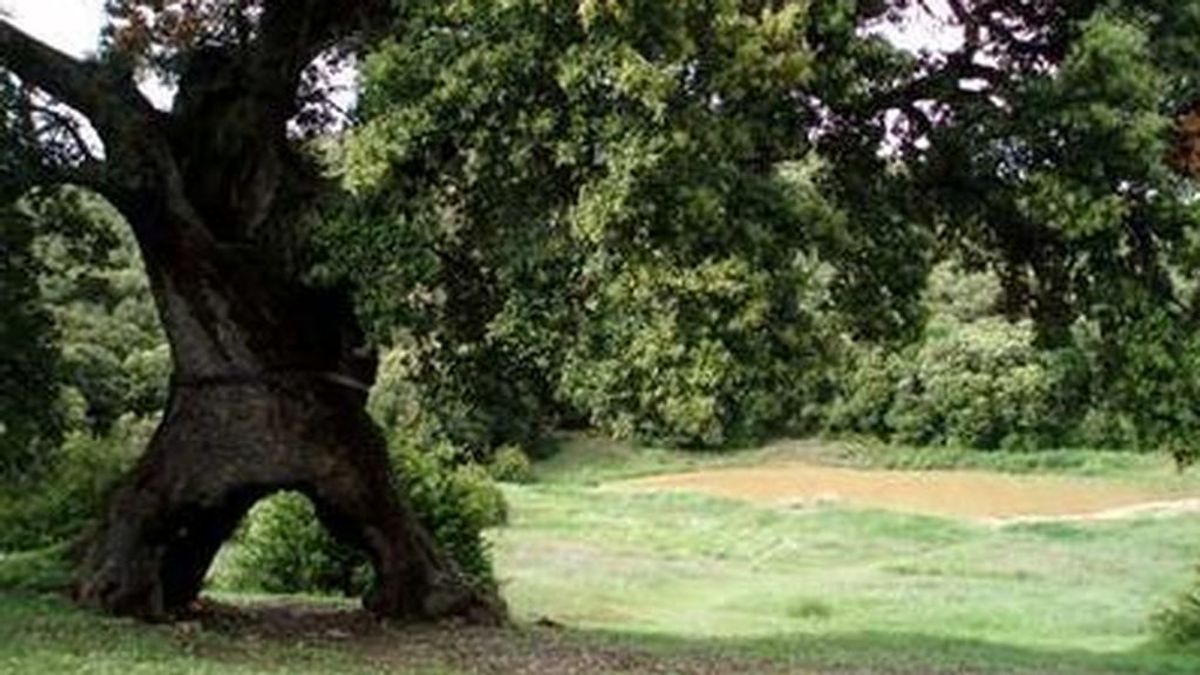 BORRADOR " árbol europeo del año" BORRADOR " árbol europeo del año"