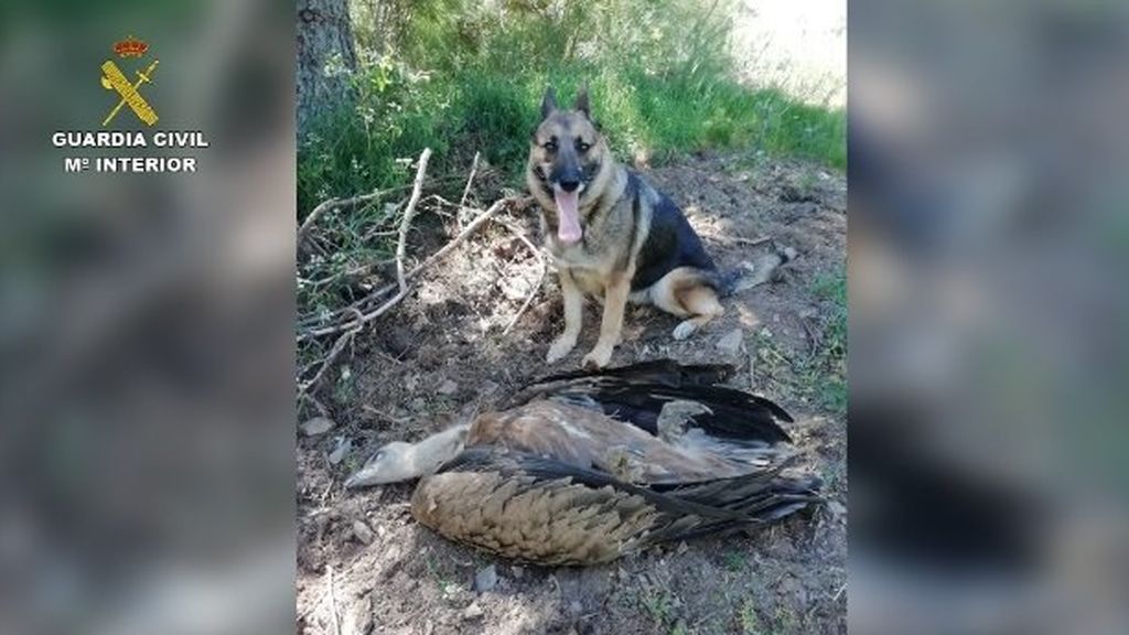 Localizan 120 animales muertos en fincas y explotaciones ganaderas por el uso ilegal de cebos envenenados