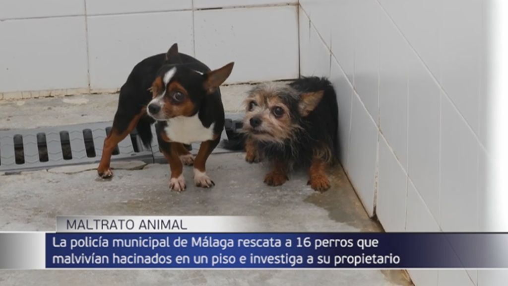 La policía rescata a 16 perritos hacinados en un piso de Málaga