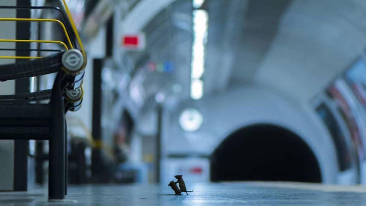 La mejor foto de vida silvestre es 'Disputa en la estación': dos ratones peleando en el metro por unas migas de pan
