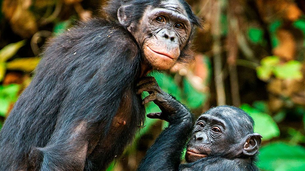 20200213-vida-monos-infidelidad-shutterstock-