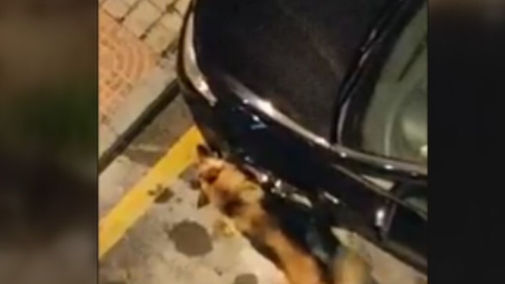 Una jauría de perros hambrientos siembran el terror en Almuñécar