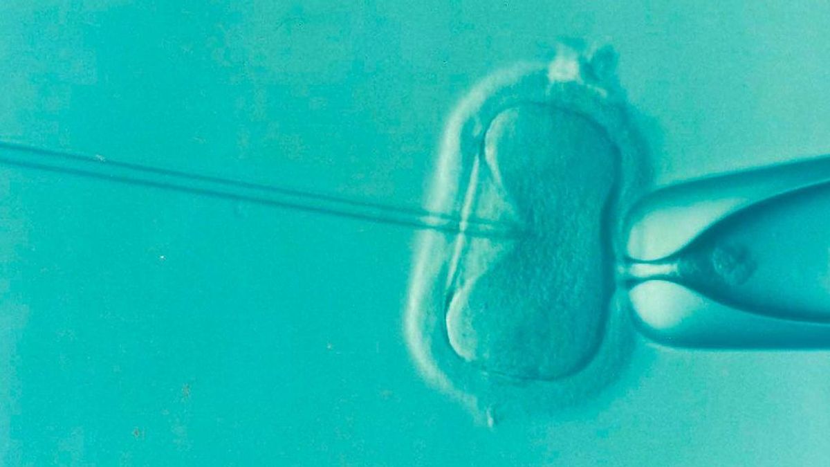El robot capaz de crear embriones humanos: "Es como un laboratorio de fecundación in vitro automatizado" El robot capaz de crear embriones humanos: "Es como un laboratorio de fecundación in vitro automatizado"