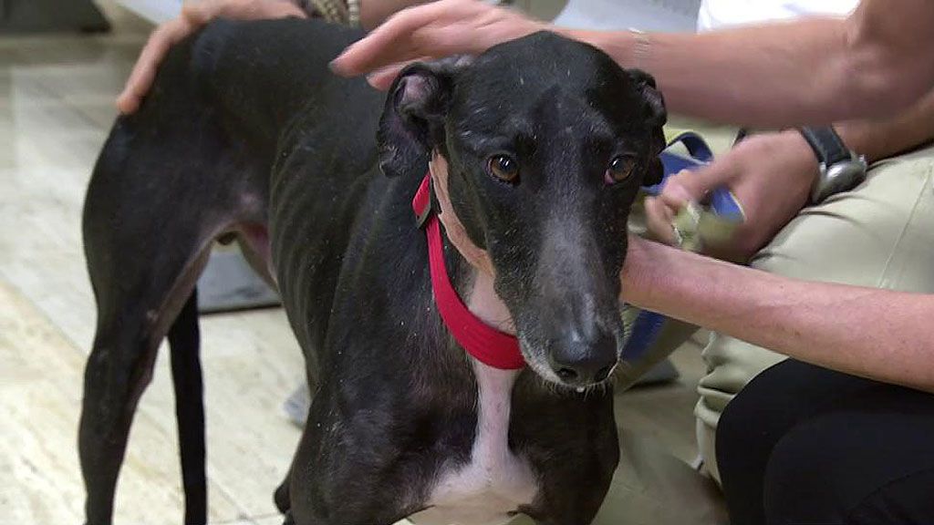 Axel, un galgo de dos añitos, busca un hogar