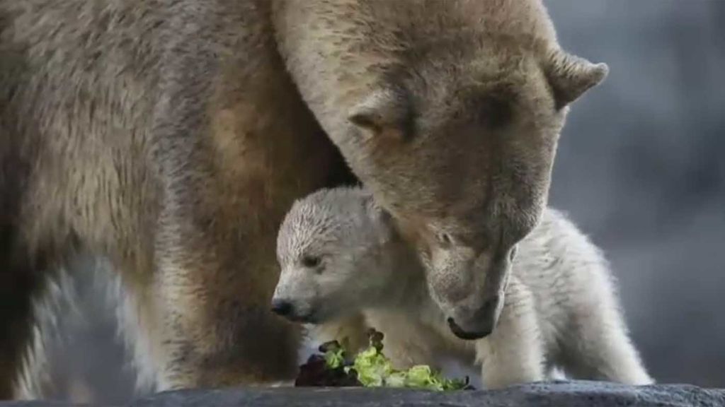 Primera salida al aire libre de un cachorro de oso polar en el zoológico de Viena