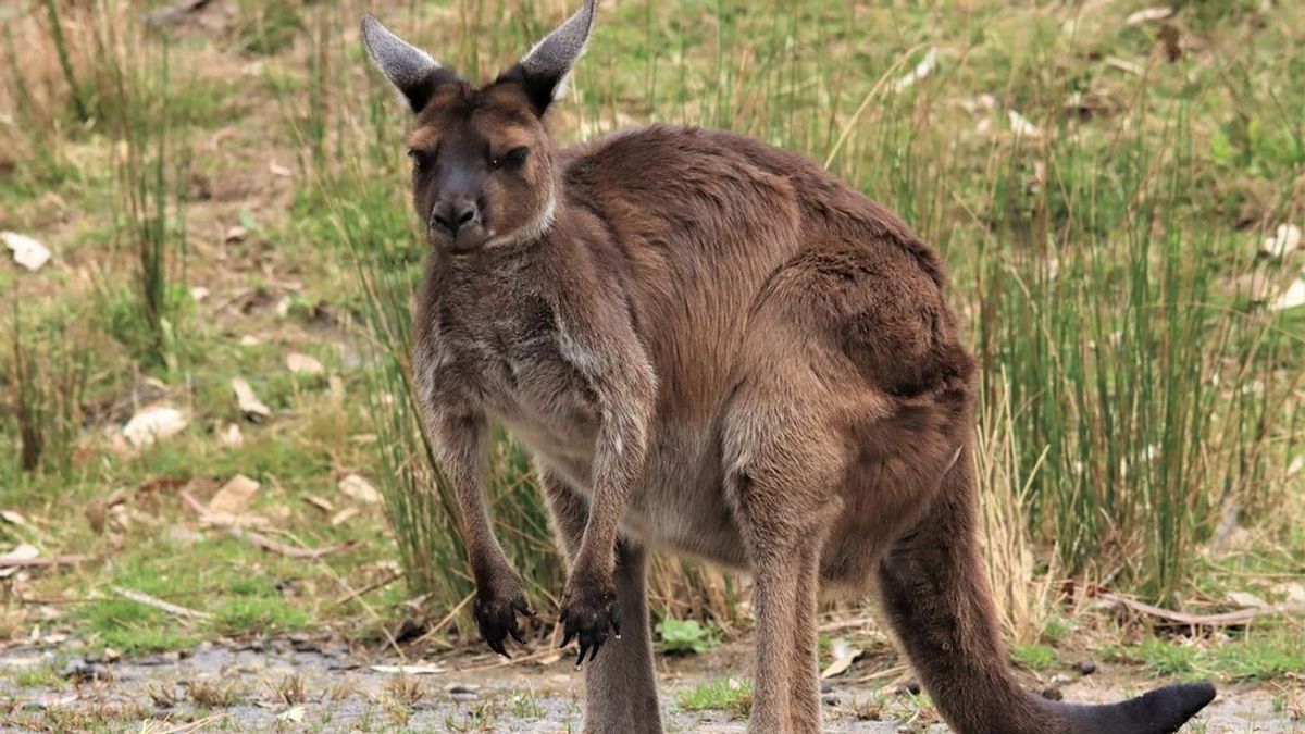 El brutal ataque de un marsupial a un niño de cuatro años: ha tenido que recibir 25 puntos