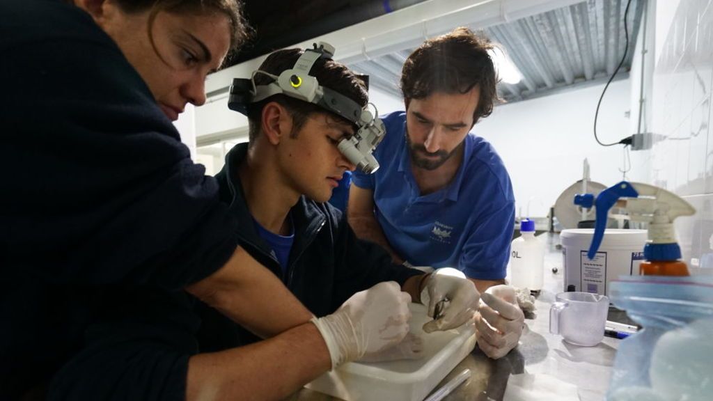 Veterinarios del Oceanogràfic salvan la vida a un caballito de mar