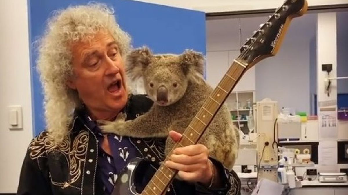 El 'solo' más solidario del guitarrista de Queen: música para un koala afectado por los incendios de Australia