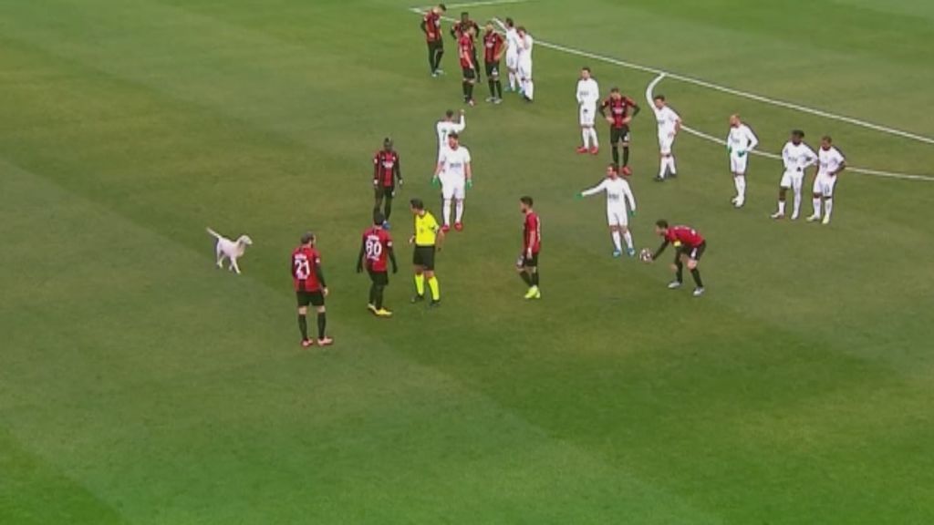 Rápido y con olfato para el gol: el perro con mejor toque de la liga turca