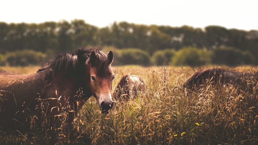 Nuevo 'veranillo' en Europa: Alemania, Polonia y otros países esperan temperaturas más altas de lo normal Nuevo 'veranillo' en Europa: Alemania, Polonia y otros países esperan temperaturas más altas de lo normal