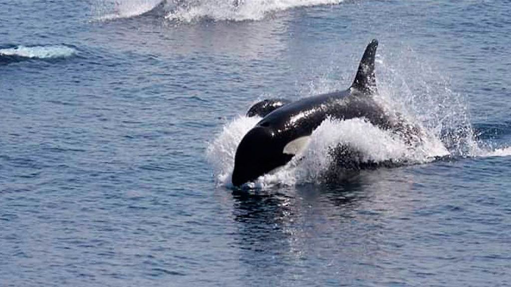 Orcas invernales, grabadas por primera vez en febrero en el Estrecho