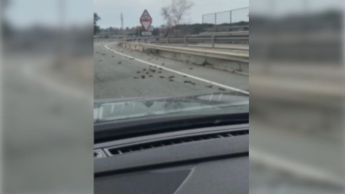 Misteriosa aparición de un centenar de pájaros muertos en una carretera de Tarragona Misteriosa aparición de un centenar de pájaros muertos en una carretera de Tarragona