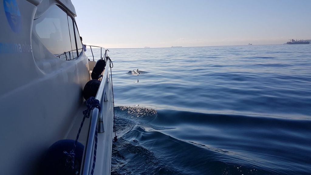 Un cetaceo junto al Miamita