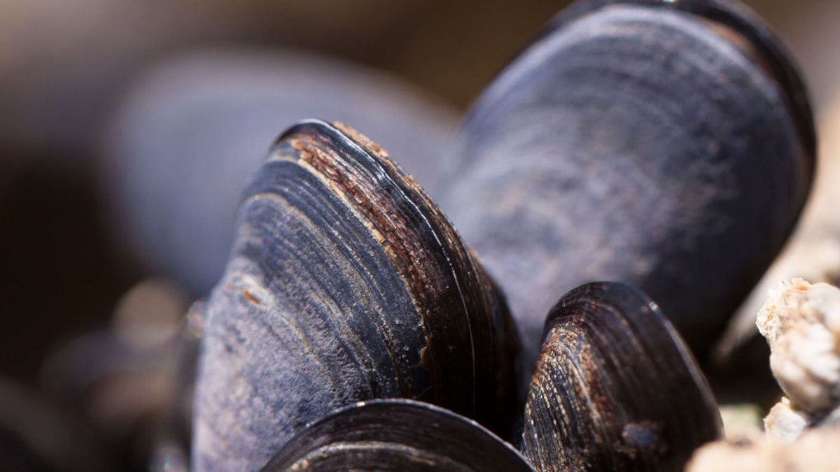 Miles de mejillones se cuecen en el mar de Nueva Zelanda por las altas temperaturas Miles de mejillones se cuecen en el mar de Nueva Zelanda por las altas temperaturas