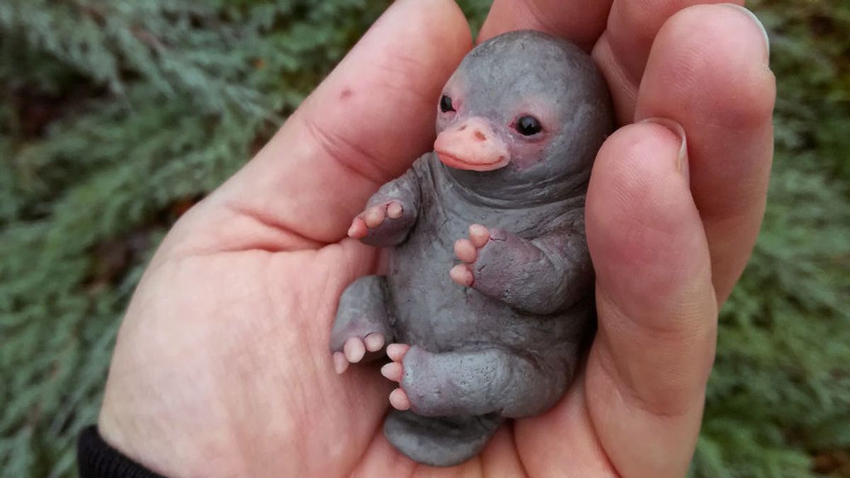 La foto del adorable bebé ornitorrinco que realmente no lo es La foto del adorable bebé ornitorrinco que realmente no lo es