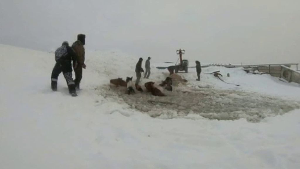 Salvan a una decena de yeguas a punto de morir congeladas en una laguna en Rusia