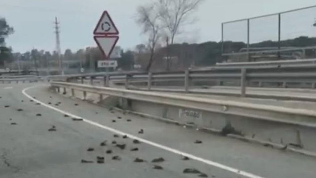 Cientos de pájaros caen del cielo en Tarragona