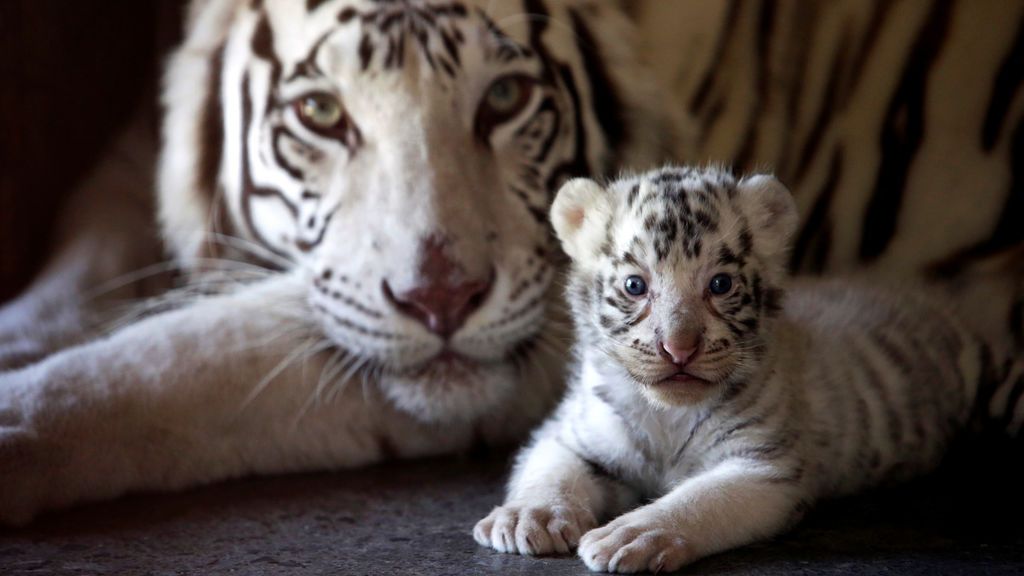 Los Ángeles prohíbe utilizar animales exóticos en las fiestas de Hollywood Los Ángeles prohíbe utilizar animales exóticos en las fiestas de Hollywood