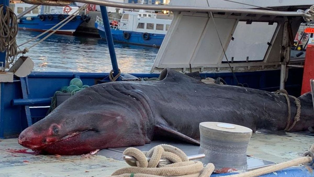 Pescan un tiburón peregrino de 7 metros en Tarragona, especie que se encuentra en peligro de extinción