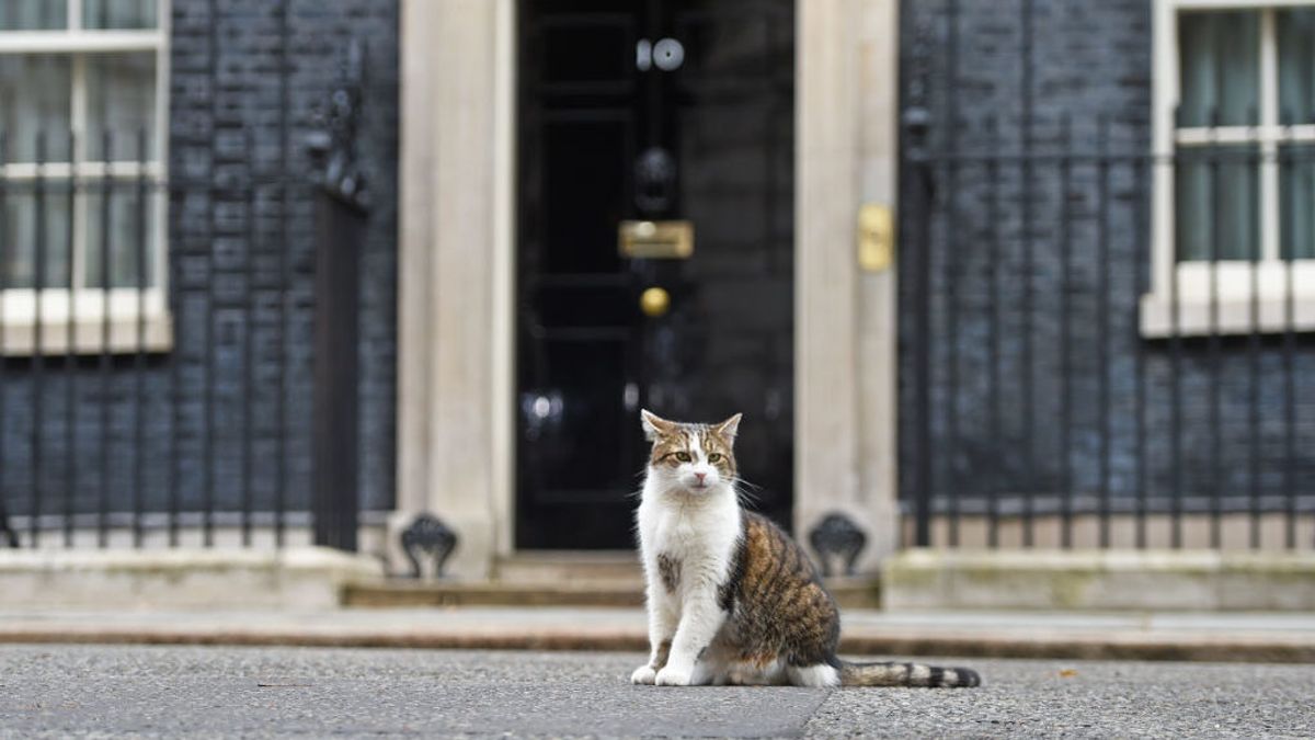 Larry the cat Larry the cat